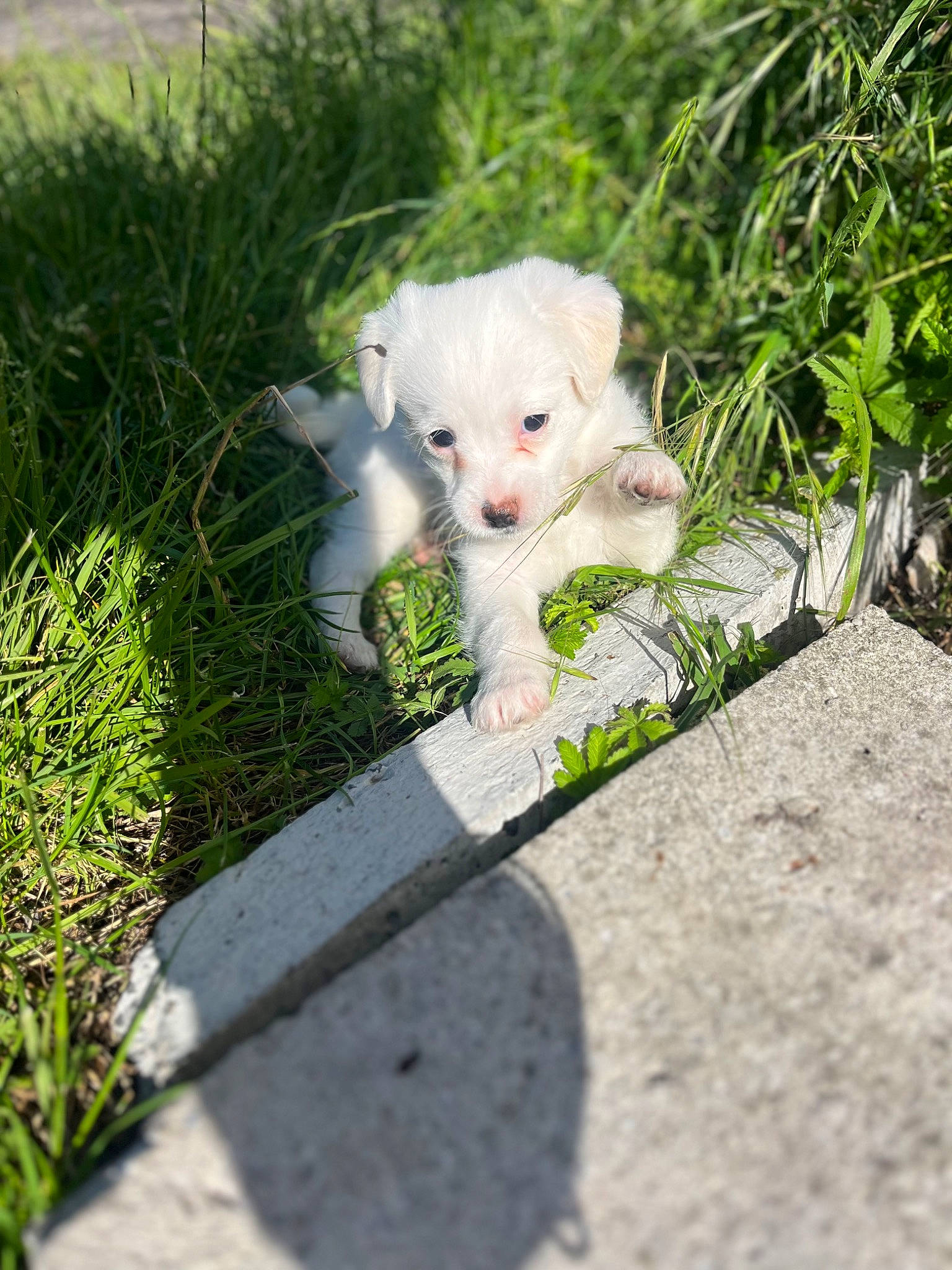 Tayron a rejoint le concours — aidez-le/la à gagner de superbes lots ! art, canidae, carnivore, companion_dog, dog_breed, eye, fawn, felidae, fur, grass, head, lawn, plant, road_surface, small_to_medium_sized_cats, snout, sporting_group, tail, whiskers, wing