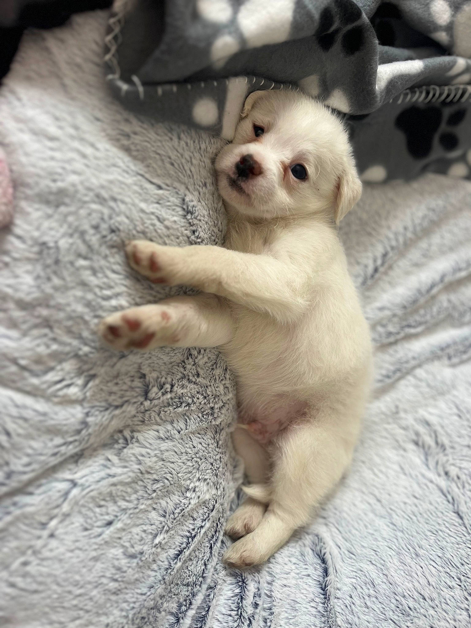 Tayron a rejoint le concours — aidez-le/la à gagner de superbes lots ! canidae, carnivore, claw, companion_dog, corgi_chihuahua, dog, dog_breed, fawn, felidae, fur, non_sporting_group, paw, puppy, snout, sporting_group, tail, toy_dog, whiskers, wood, working_animal