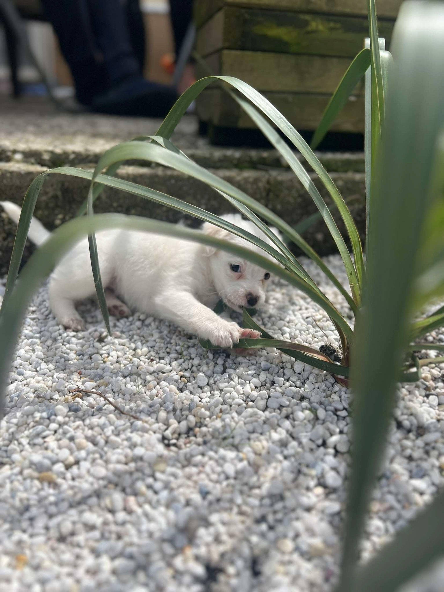 Tayron a rejoint le concours — aidez-le/la à gagner de superbes lots ! asphalt, automotive_tire, fawn, flooring, fur, grass, hamster, livestock, metal, muroidea, pest, plant, rat, road_surface, rodent, snout, soil, tail, terrestrial_animal, whiskers