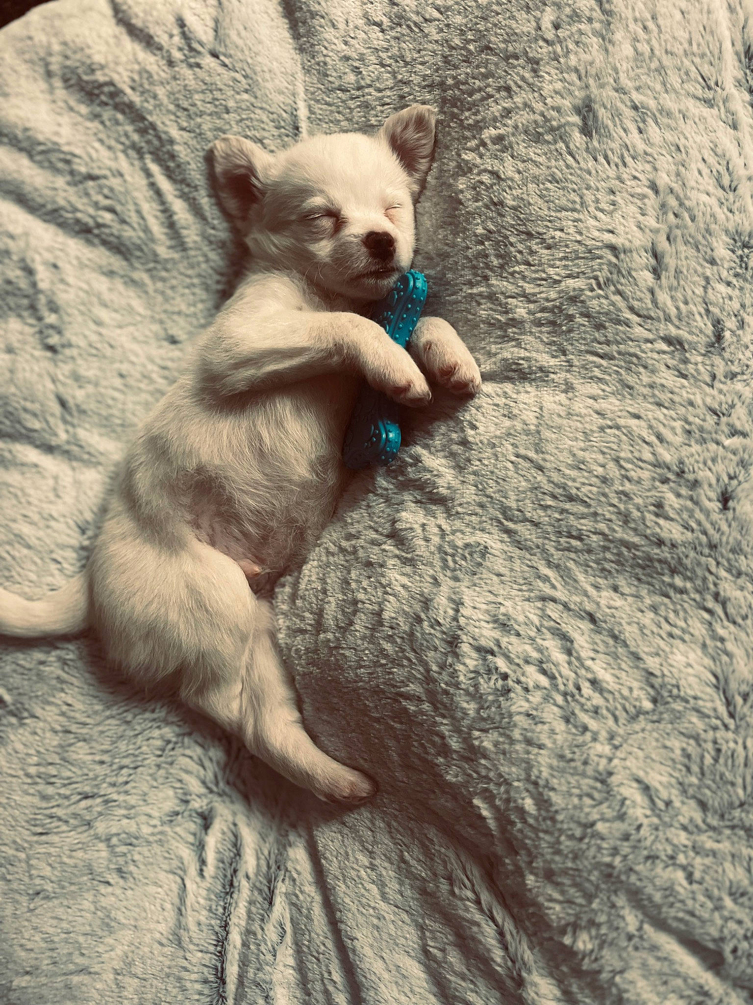 Tayron participe au concours pour gagner de l'argent avec cette photo : canidae, carnivore, companion_dog, corgi_chihuahua, dog, dog_breed, dog_supply, fawn, fur, mexican_hairless_dog, non_sporting_group, paw, sitting, sporting_group, tail, terrestrial_animal, toy_dog, whiskers, wildlife, working_animal