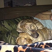 Zeus joined the competition — help win amazing prizes! dog, puppy, two_puppies, brindle, sleeping, snuggling, blanket, patterned_blanket, camouflage_pillow, couch, bedroom, human_arm, indoor, pet, resting, cute, closeup, flash, headboard, companion