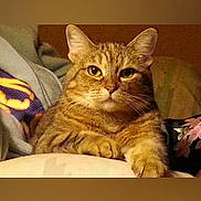 Booboo is registered to the contest to win money with this photo: animal, cat, closeup, comfort, cute, domestic, ears, eyes, feline, fur, indoor, paws, pet, portrait, relaxed, resting, soft, tabby, warm, whiskers