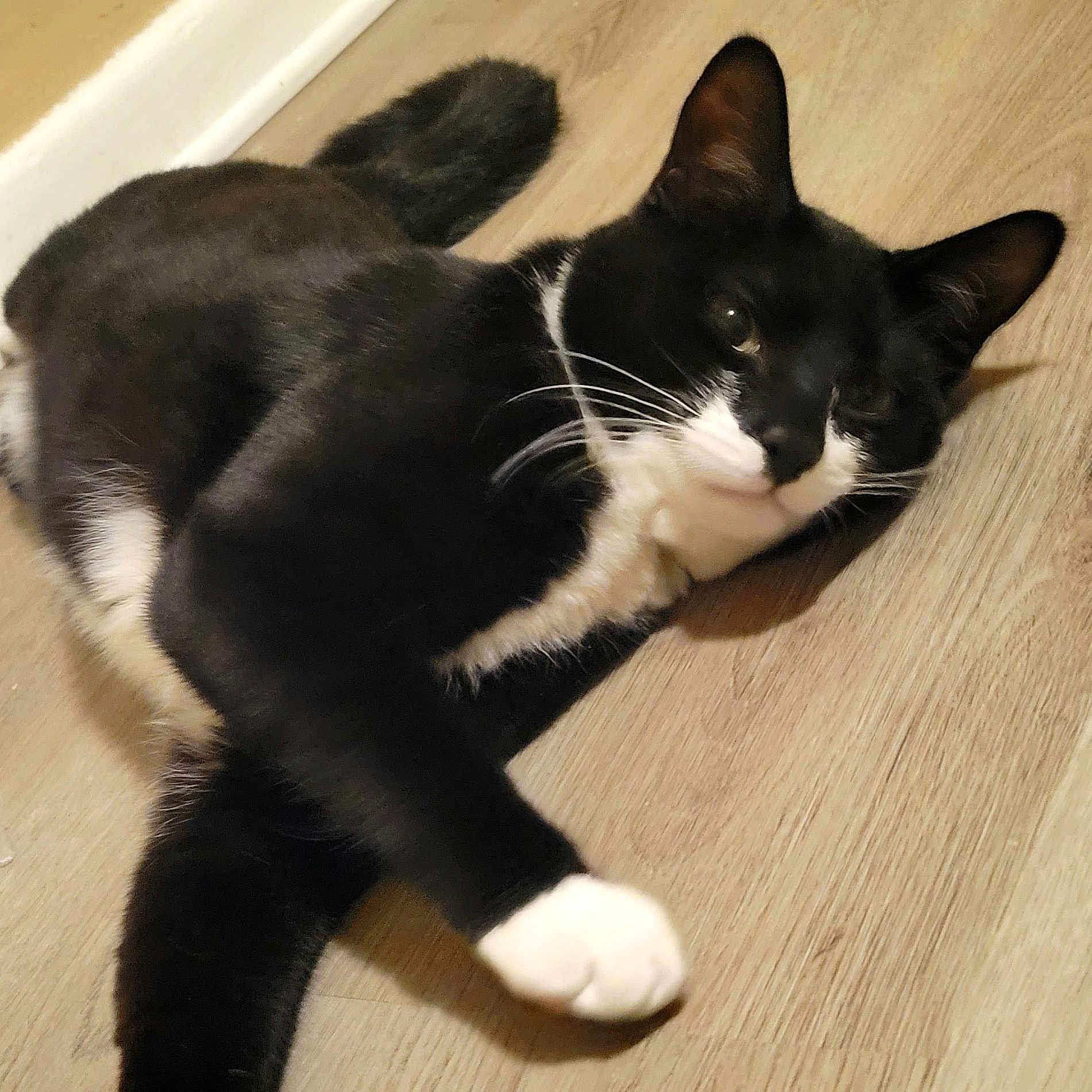 Figaro is registered to the contest to win money with this photo: cat, black_and_white, pet, animal, feline, whiskers, floor, wooden_floor, relaxed, lying_down, indoor, paw, fur, domestic_animal, cute, mammal, resting, close_up, one_animal, house_pet