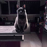 Princesse participe au concours pour gagner de l'argent avec cette photo : cat, gray_cat, pet, animal, kitchen, counter, indoor, floor, tile_floor, refrigerator, appliance, shadow, lighting, window, lamp, furniture, domestic, quiet, still_life, portrait
