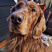 Brutus joined the competition — help win amazing prizes! animal, brown, carpet, close_up, companion, cute, dog, ears, friendly, fur, furniture, golden_retriever, home, indoor, looking, mammal, nose, pet, portrait, toy