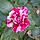 Rose D.