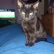 Rascal joined the competition — help win amazing prizes! animal, bedroom, black_cat, blue_blanket, cozy, curious, domestic_cat, ears, eyes, flash, furniture, home, indoor, kitten, pet, sitting, sports, television, whiskers, young_cat