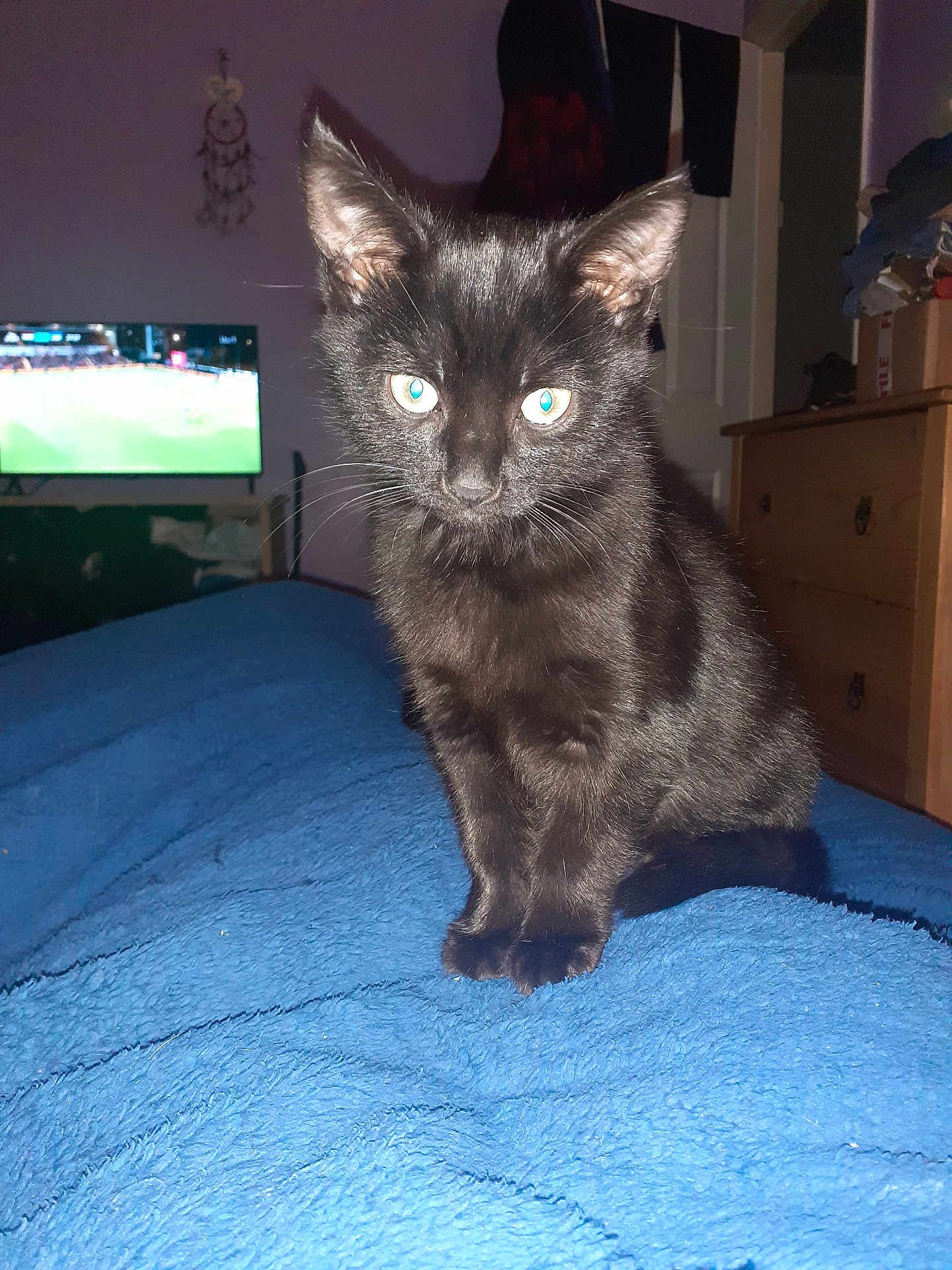 Rascal joined the competition — help win amazing prizes! animal, bedroom, black_cat, blue_blanket, cozy, curious, domestic_cat, ears, eyes, flash, furniture, home, indoor, kitten, pet, sitting, sports, television, whiskers, young_cat