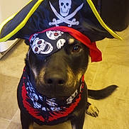 Buddy is registered to the contest to win money with this photo: animal, bandana, black_dog, brown_paws, costume, crossbones, cute, dog, face, floor, hat, indoor, looking_at_camera, pet, pet_clothing, pirate_costume, portrait, sitting, skull, tile