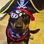 animal, bandana, black_dog, brown_paws, costume, crossbones, cute, dog, face, floor, hat, indoor, looking_at_camera, pet, pet_clothing, pirate_costume, portrait, sitting, skull, tile