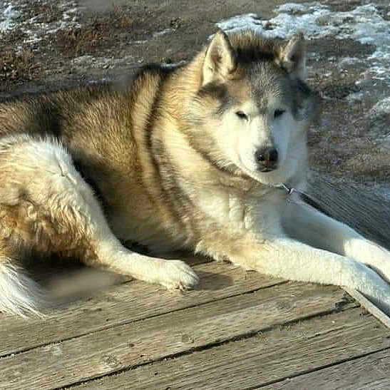 Dane