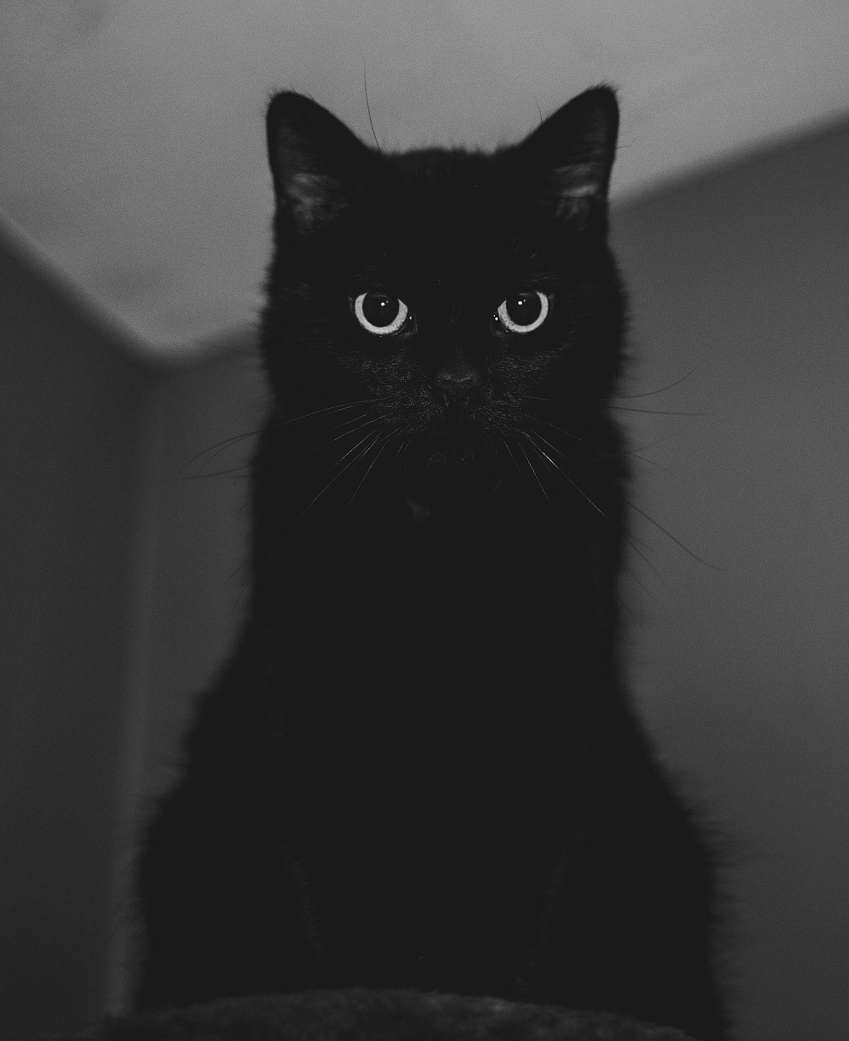 Benny joined the competition — help win amazing prizes! black_cat, bombay, carnivore, cat, darkness, domestic_short_haired_cat, felidae, fur, grey, hair, iris, monochrome, monochrome_photography, shadow, small_to_medium_sized_cats, snout, tail, terrestrial_animal, whiskers