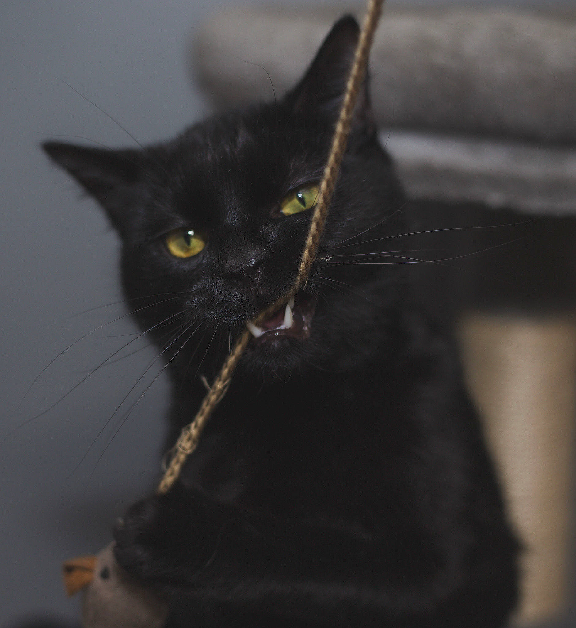Benny is registered to the contest to win money with this photo: black_cat, bombay, carnivore, cat, claw, domestic_short_haired_cat, felidae, fur, grey, monochrome_photography, small_to_medium_sized_cats, snout, tail, terrestrial_animal, whiskers