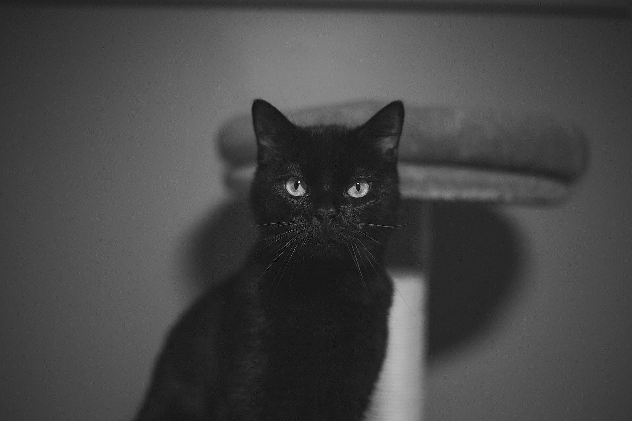 Benny joined the competition — help win amazing prizes! black_and_white, black_cat, bombay, carnivore, cat, darkness, domestic_short_haired_cat, ear, felidae, flash_photography, fur, grey, monochrome, monochrome_photography, shadow, small_to_medium_sized_cats, snout, still_life_photography, whiskers, wildlife