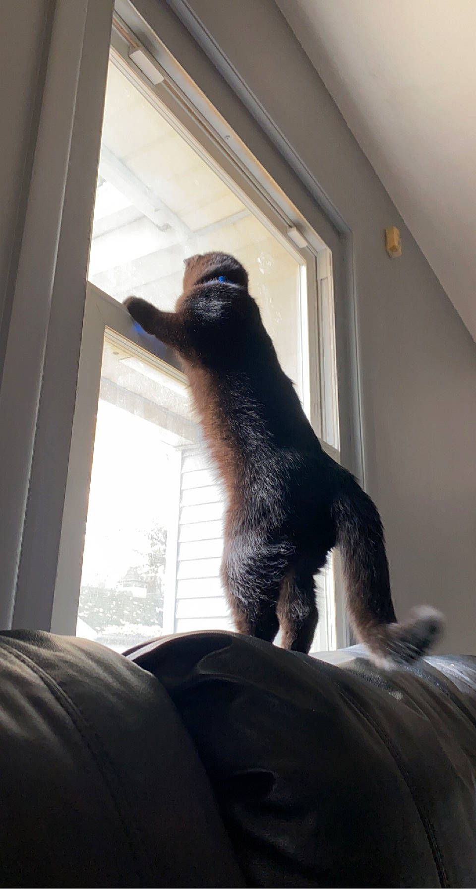 Benny joined the competition — help win amazing prizes! canidae, carnivore, comfort, companion_dog, dog_breed, felidae, fur, house, marine_mammal, mustelidae, room, small_to_medium_sized_cats, snout, sporting_group, tail, terrestrial_animal, whiskers, window, window_covering, wood