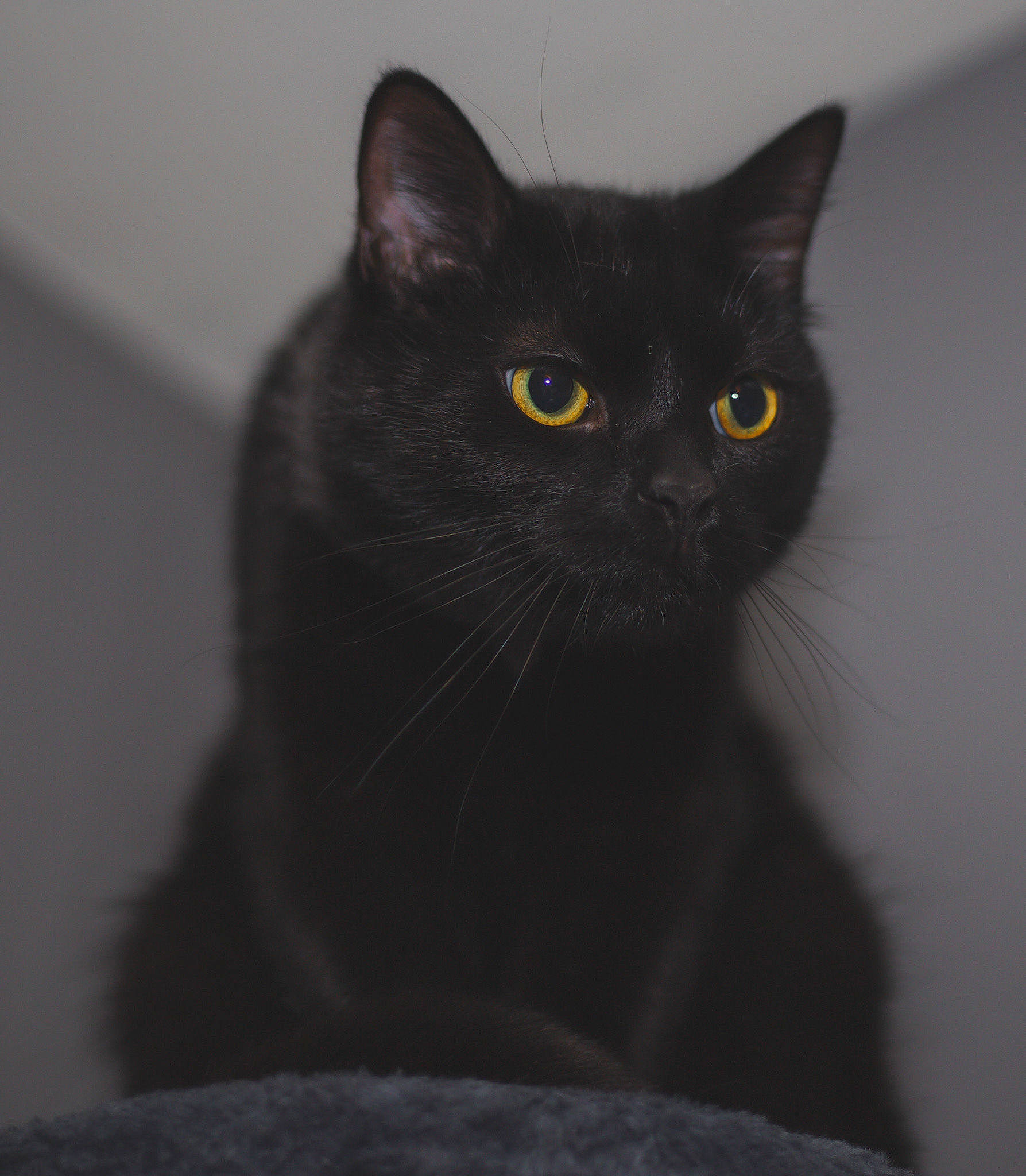 Benny is registered to the contest to win money with this photo: black_cat, bombay, carnivore, cat, darkness, domestic_short_haired_cat, eye, felidae, fur, grey, monochrome_photography, small_to_medium_sized_cats, snout, terrestrial_animal, whiskers