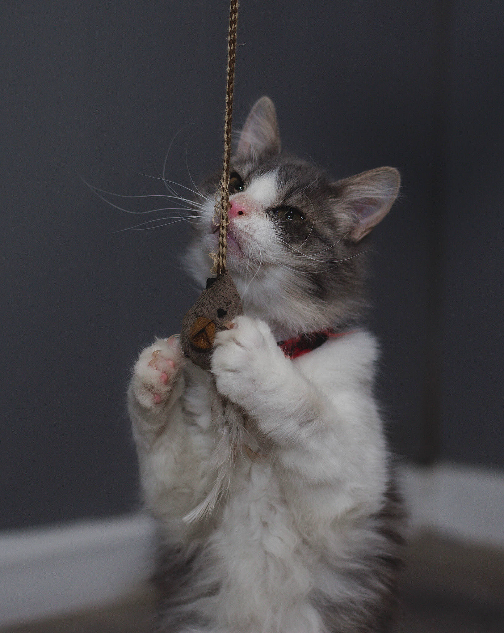 Juniper joined the competition — help win amazing prizes! carnivore, cat, claw, darkness, domestic_short_haired_cat, event, felidae, fur, gesture, hand, human_leg, paw, small_to_medium_sized_cats, tail, toy, whiskers