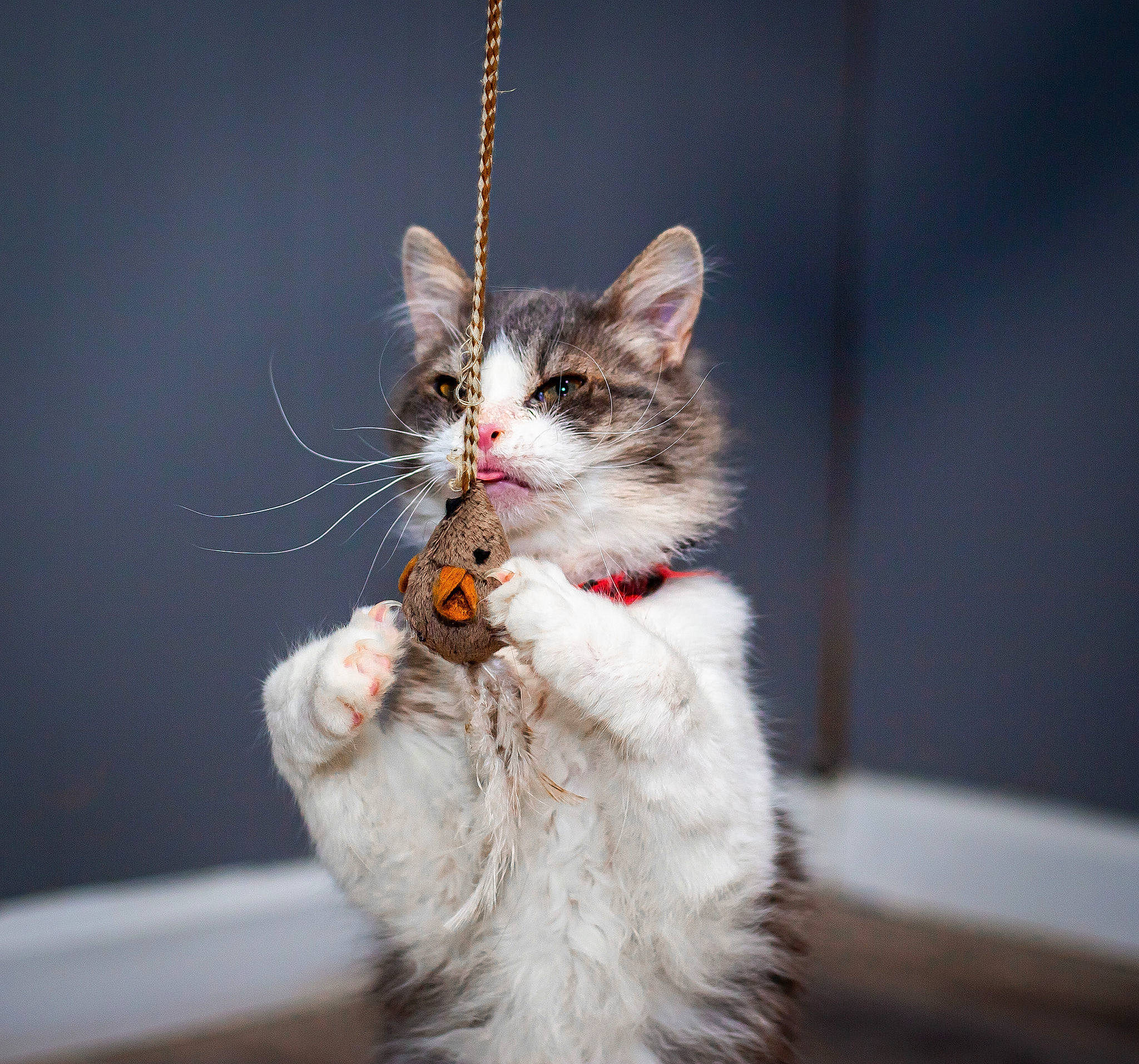 Juniper is registered to the contest to win money with this photo: carnivore, cat, claw, domestic_short_haired_cat, felidae, fur, gesture, lap, paw, sitting, small_to_medium_sized_cats, snout, tail, whiskers, window, winter