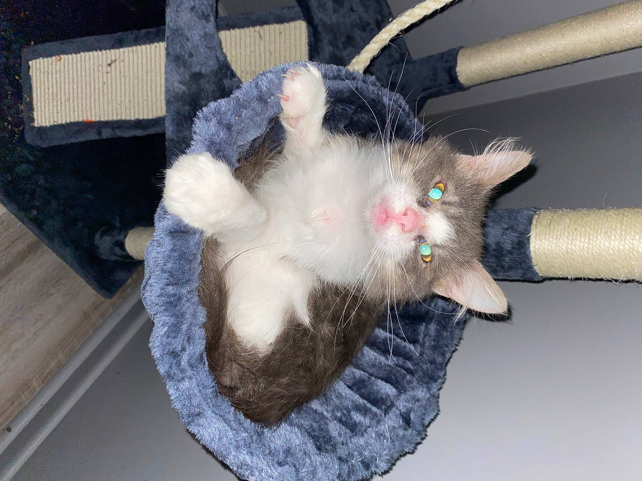 Juniper joined the competition — help win amazing prizes! carnivore, cat, cat_supply, claw, domestic_short_haired_cat, fawn, felidae, fur, mammal, mouse, natural_material, paw, rodent, small_to_medium_sized_cats, snout, tail, vertebrate, whiskers, wood