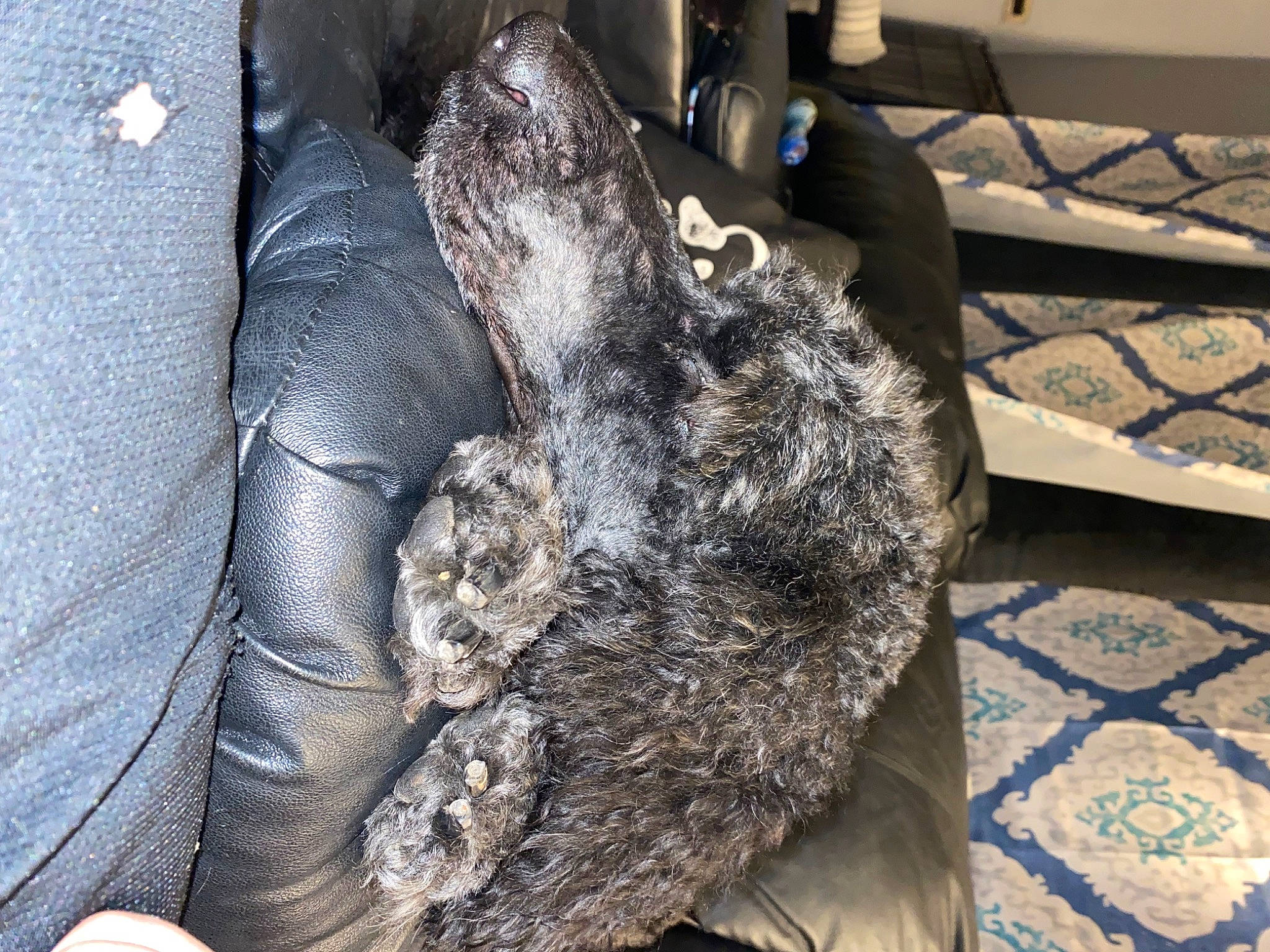 Jr. joined the competition — help win amazing prizes! alligator, american_alligator, claw, comfort, crocodile, domestic_short_haired_cat, fur, fur_clothing, hat, human_leg, nile_crocodile, pattern, safety_glove, small_to_medium_sized_cats, sporting_group, tail, terrestrial_animal, wool