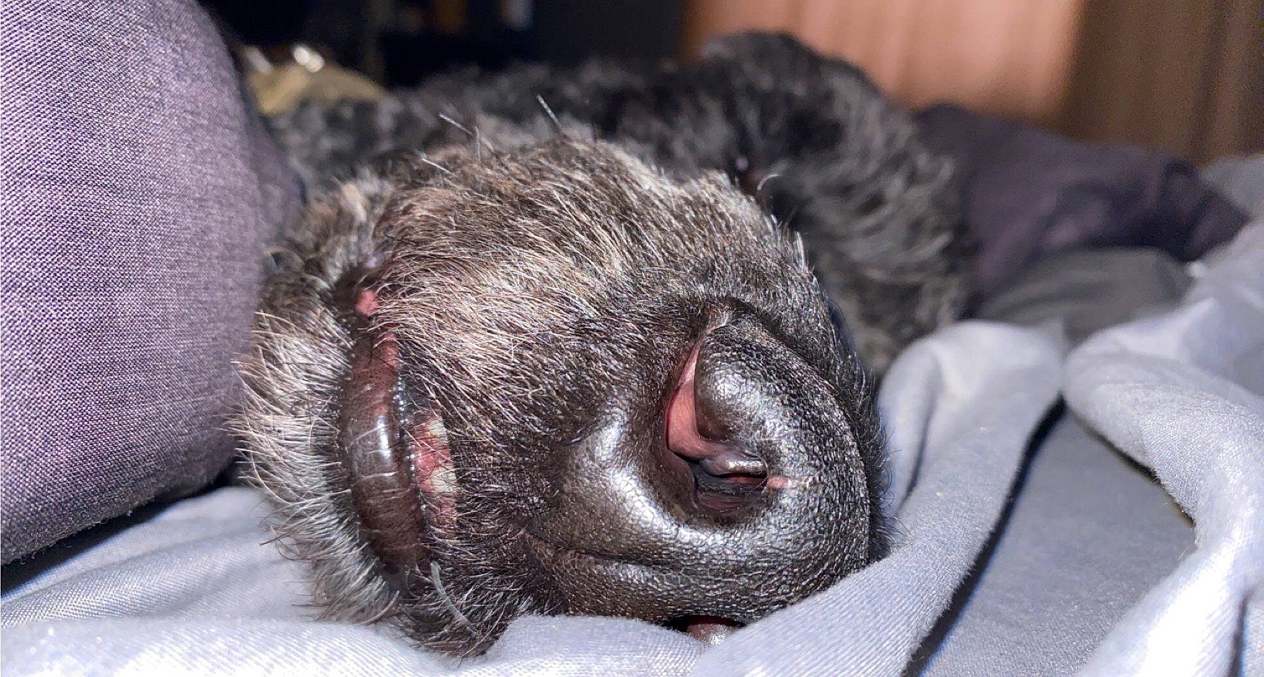 Jr. is registered to the contest to win money with this photo: canidae, carnivore, claw, dog_breed, ear, felidae, fur, grey, liver, paw, primate, small_to_medium_sized_cats, snout, sporting_group, terrestrial_animal, whiskers, wildlife, working_animal