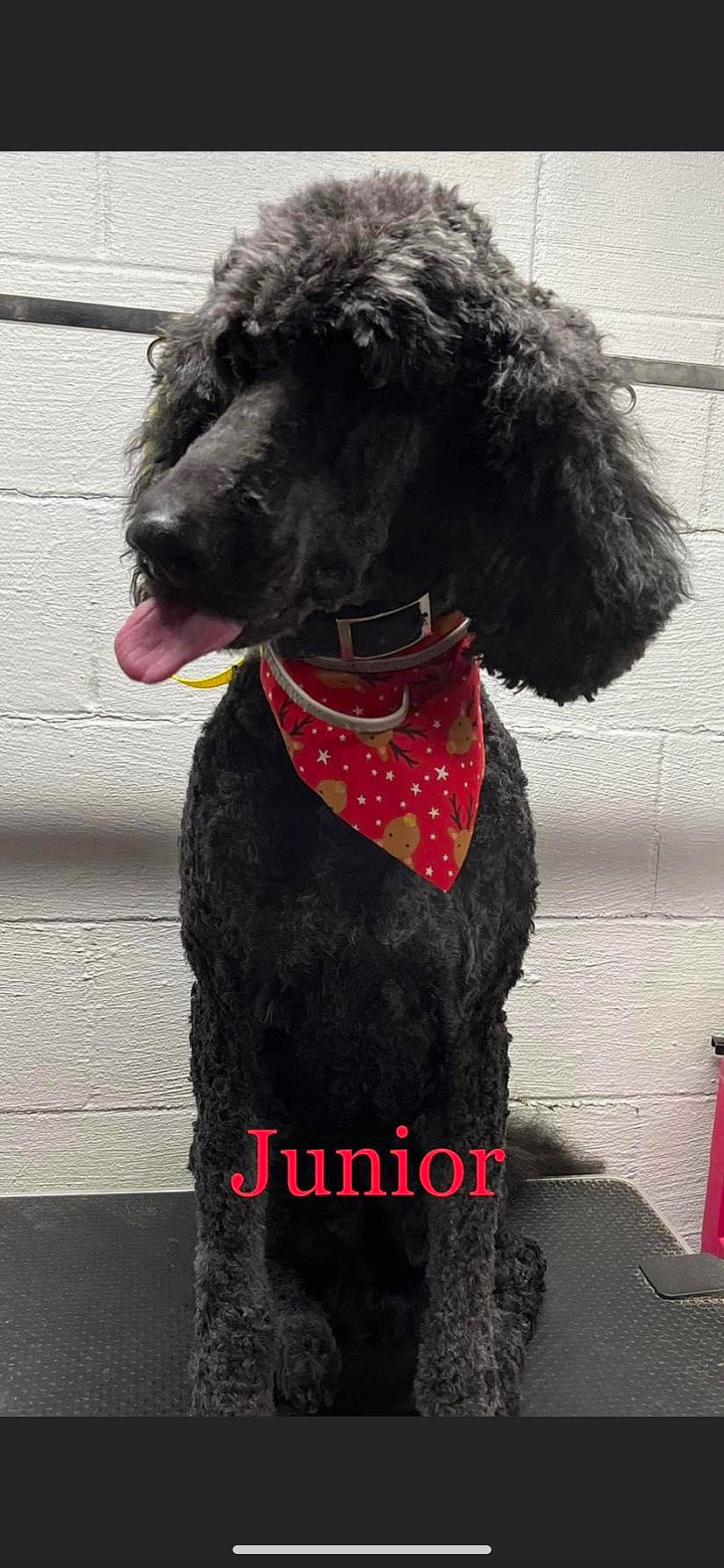 Jr. is registered to the contest to win money with this photo: canidae, carnivore, collar, companion_dog, dog, dog_breed, dog_collar, dog_supply, fire_extinguisher, fur, giant_dog_breed, liver, pet_supply, poodle, snout, sporting_group, terrier, toy_dog, water_dog, working_animal