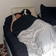 Brutus joined the competition — help win amazing prizes! animal, bed, bedroom, black_and_white, blanket, comforter, cozy, curious, cute, dog, home, indoor, lying_down, person, pet, pillow, puppy, quiet, rest, sleeping