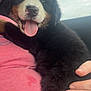 Brutus joined the competition — help win amazing prizes! puppy, dog, bernese_mountain_dog, tongue_out, fur, cute, pet, animal, black_fur, white_fur, brown_fur, person, hand, pink_shirt, car_interior, window, sky, clouds, close_up, happy