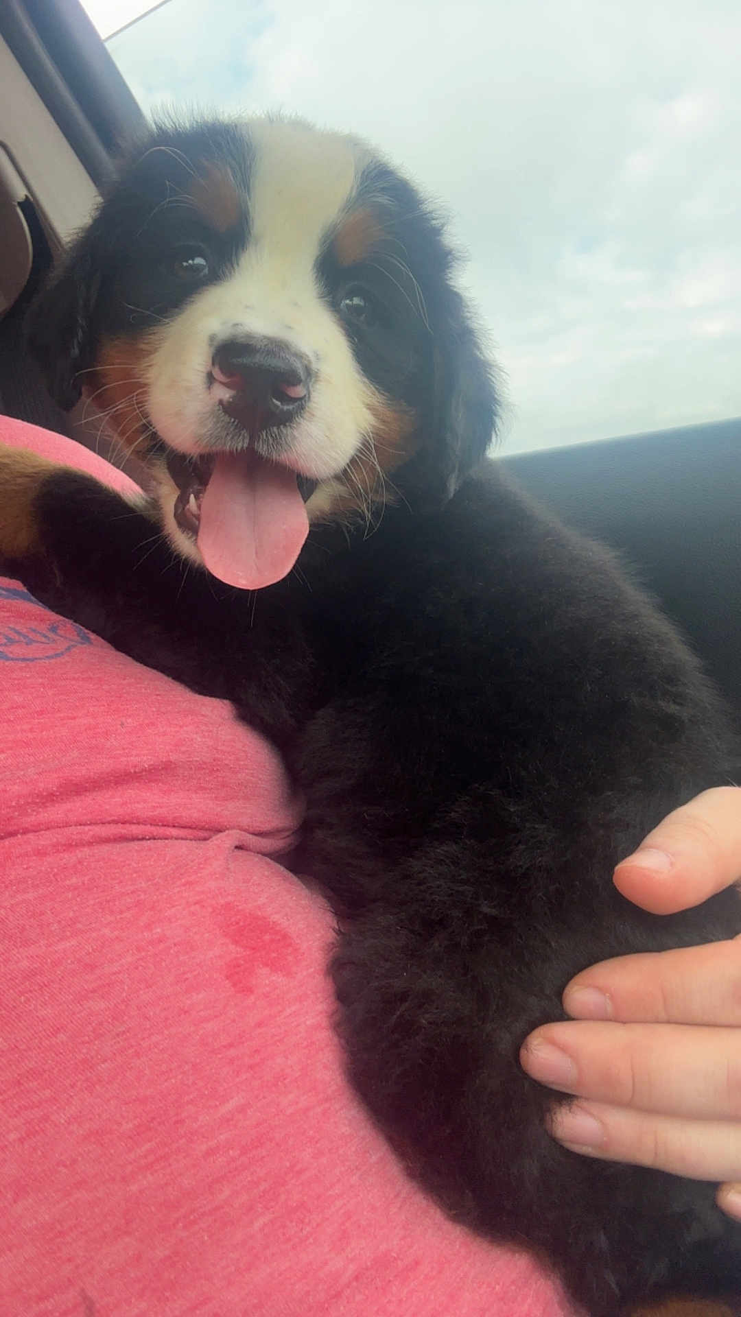 Brutus joined the competition — help win amazing prizes! puppy, dog, bernese_mountain_dog, tongue_out, fur, cute, pet, animal, black_fur, white_fur, brown_fur, person, hand, pink_shirt, car_interior, window, sky, clouds, close_up, happy