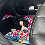 Brutus is registered to the contest to win money with this photo: puppy, dog, bernese_mountain_dog, blanket, car_interior, toy, seat, floor, colorful, cozy, sleepy, pet, animal, cute, black_fur, white_fur, brown_fur, resting, indoor, companion
