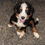 Brutus joined the competition — help win amazing prizes! puppy, dog, bernese_mountain_dog, black_fur, white_fur, brown_fur, pet, animal, outdoor, gravel, sitting, looking_up, cute, playful, young, canine, adorable, fur, nose, tongue