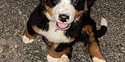 Brutus joined the competition — help win amazing prizes! adorable, animal, bernese_mountain_dog, black_fur, brown_fur, canine, cute, dog, fur, gravel, looking_up, nose, outdoor, pet, playful, puppy, sitting, tongue, white_fur, young