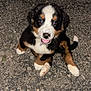 puppy, dog, bernese_mountain_dog, black_fur, white_fur, brown_fur, pet, animal, outdoor, gravel, sitting, looking_up, cute, playful, young, canine, adorable, fur, nose, tongue