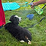 Brutus joined the competition — help win amazing prizes! animal, blue_bowl, chair, dog, fence, grass, green_bandana, hand, leash, nature, outdoor, paw, pet, playful, puppy, red_cloth, relaxing, summer, sunny, water_spray