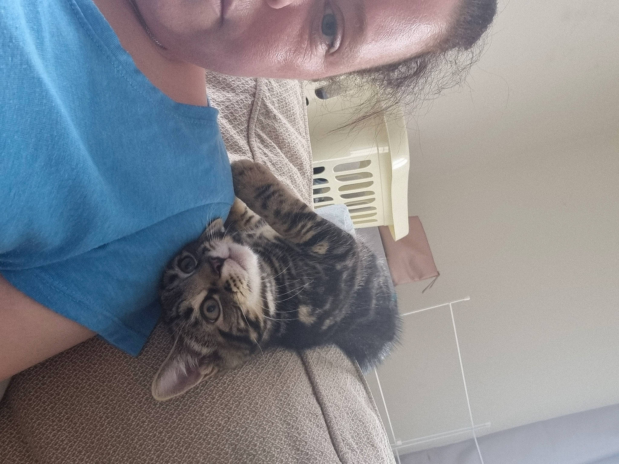 Chowder joined the competition — help win amazing prizes! beard, canidae, carnivore, cat, comfort, companion_dog, dog_breed, domestic_short_haired_cat, ear, eyelash, felidae, fur, gesture, grey, happy, jaw, small_to_medium_sized_cats, smile, snout, whiskers