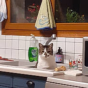 Gigi a rejoint le concours — aidez-le/la à gagner de superbes lots ! appliance, cat, cleaning_supplies, countertop, cup, curious, curtains, dish_soap, dishwasher, domestic_animal, feline, household, indoor, kitchen, pet, resting, sink, tile_wall, towel, window
