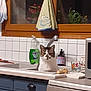 appliance, cat, cleaning_supplies, countertop, cup, curious, curtains, dish_soap, dishwasher, domestic_animal, feline, household, indoor, kitchen, pet, resting, sink, tile_wall, towel, window