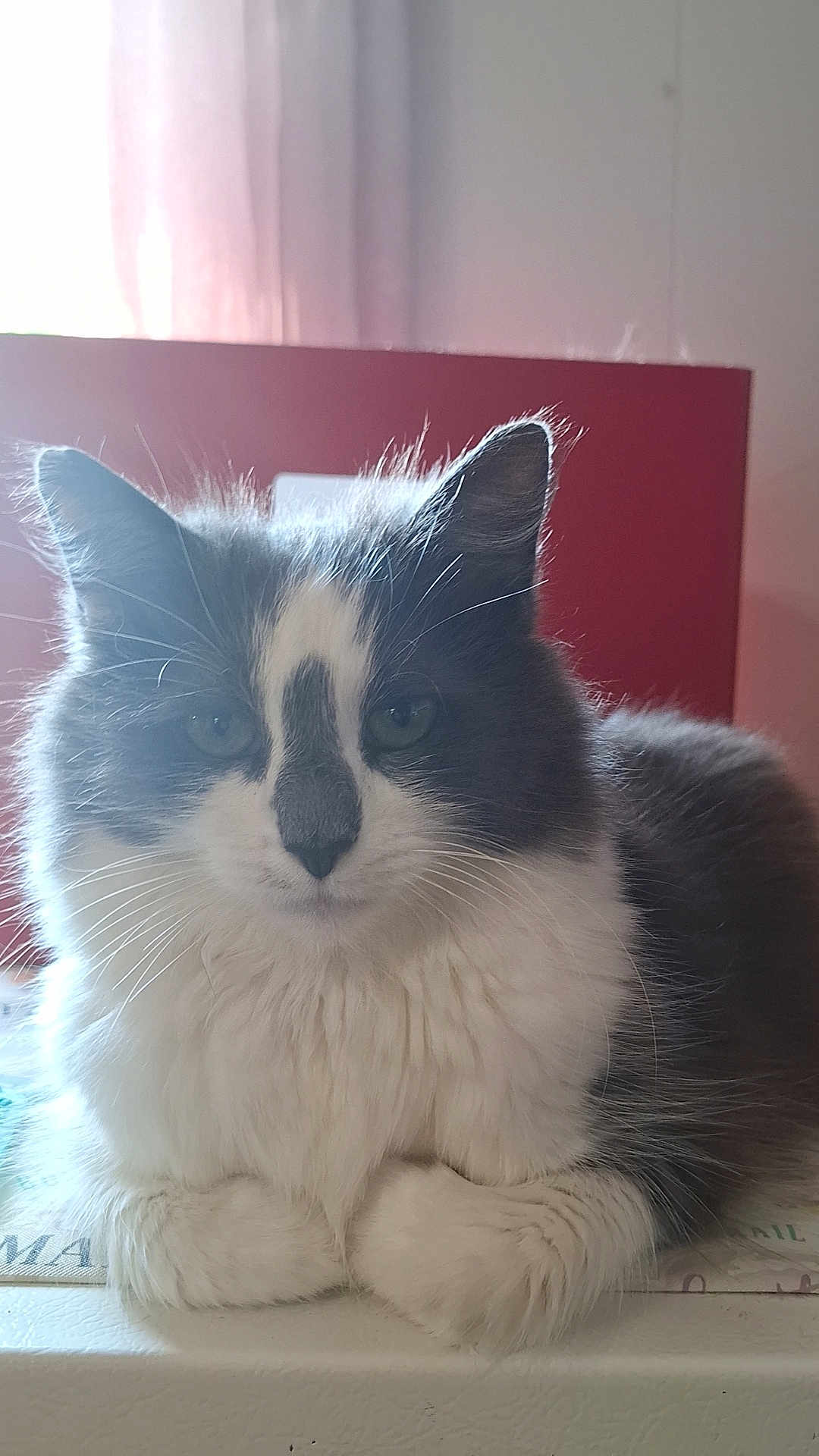 Evie