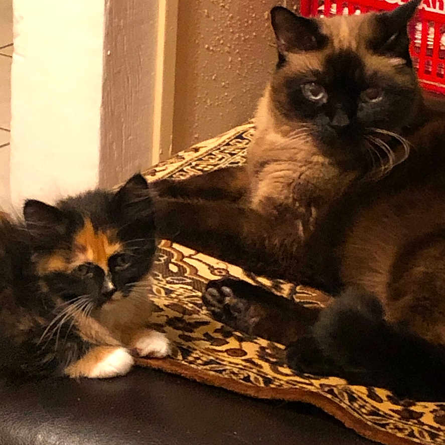 Missy And Bandit