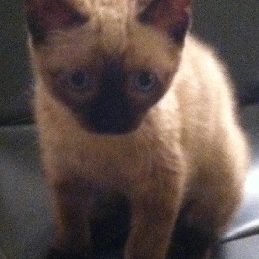 Missy