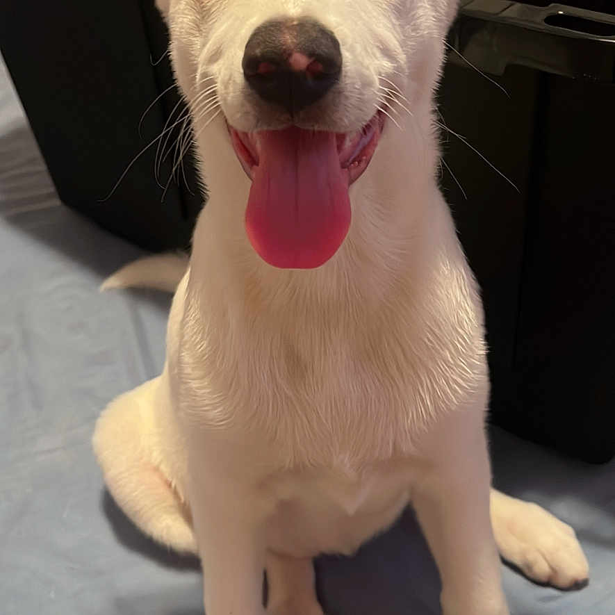 Suki