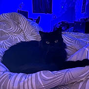 Yuna a rejoint le concours — aidez-le/la à gagner de superbes lots ! black_cat, cat, bedspread, blanket, indoor, furniture, pattern, animal, pet, night, blue_light, eyes, cozy, resting, fur, domestic_cat, bedroom, curtain, room, quiet