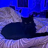 black_cat, cat, bedspread, blanket, indoor, furniture, pattern, animal, pet, night, blue_light, eyes, cozy, resting, fur, domestic_cat, bedroom, curtain, room, quiet