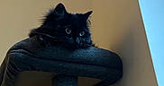 Yuna participe au concours pour gagner de l'argent avec cette photo : animal, black_cat, cat, cat_tree, cozy, curious, ears, eyes, feline, fur, home, indoor, lighting, paws, pet, quiet, resting, shadow, wall, whiskers