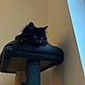 Yuna participe au concours pour gagner de l'argent avec cette photo : cat, black_cat, cat_tree, pet, indoor, feline, animal, fur, whiskers, ears, eyes, resting, cozy, home, curious, paws, quiet, shadow, wall, lighting
