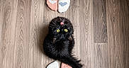 Yuna participe au concours pour gagner de l'argent avec cette photo : cat, black_cat, yellow_eyes, tongue_out, fluffy, wooden_floor, socks, heart_pattern, feet, cozy, pets, indoor, cute, looking_up, flooring, feline, domestic_cat, two_pairs_of_feet, top_down_view, warm