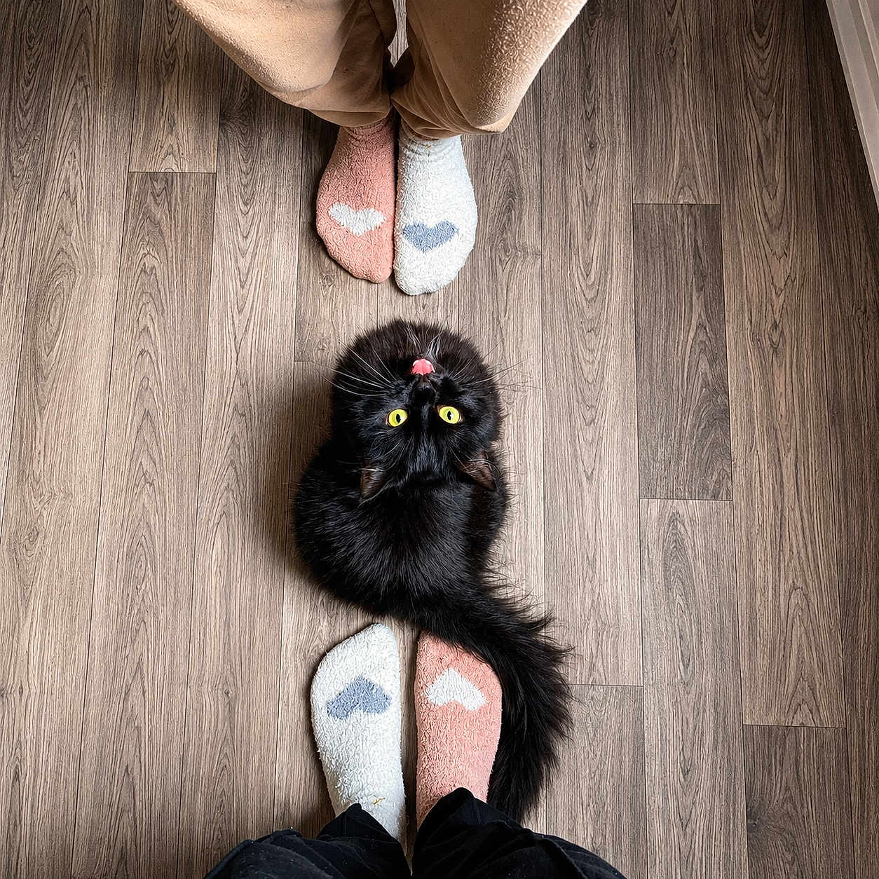 Yuna participe au concours pour gagner de l'argent avec cette photo : cat, black_cat, yellow_eyes, tongue_out, fluffy, wooden_floor, socks, heart_pattern, feet, cozy, pets, indoor, cute, looking_up, flooring, feline, domestic_cat, two_pairs_of_feet, top_down_view, warm