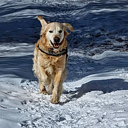 Iron participe au concours pour gagner de l'argent avec cette photo : dog, golden_retriever, snow, running, outdoor, happy, animal, winter, path, nature, fur, pet, canine, daylight, playful, smiling, forest, cold, walking, snowy
