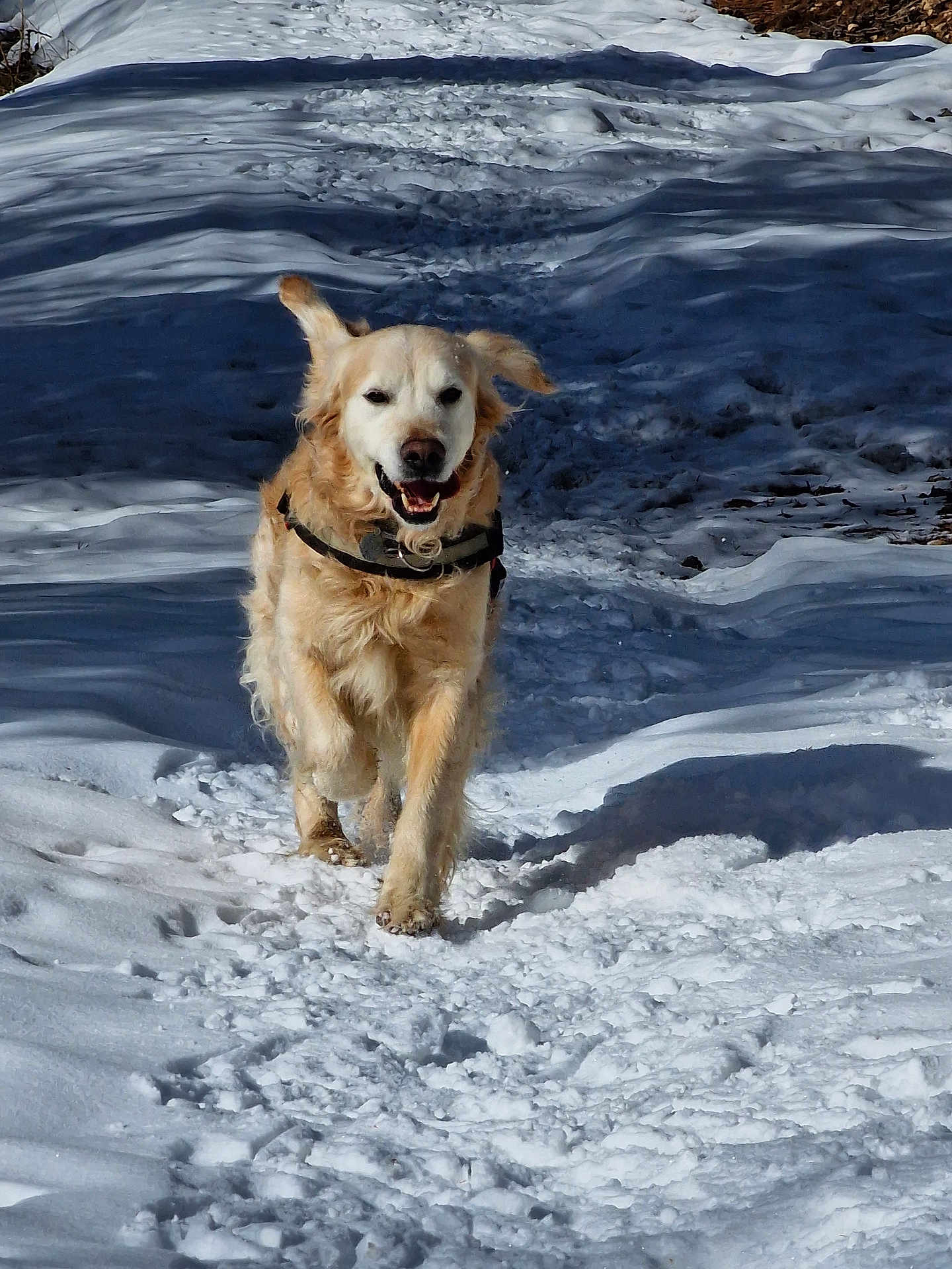 Iron participe au concours pour gagner de l'argent avec cette photo : dog, golden_retriever, snow, running, outdoor, happy, animal, winter, path, nature, fur, pet, canine, daylight, playful, smiling, forest, cold, walking, snowy