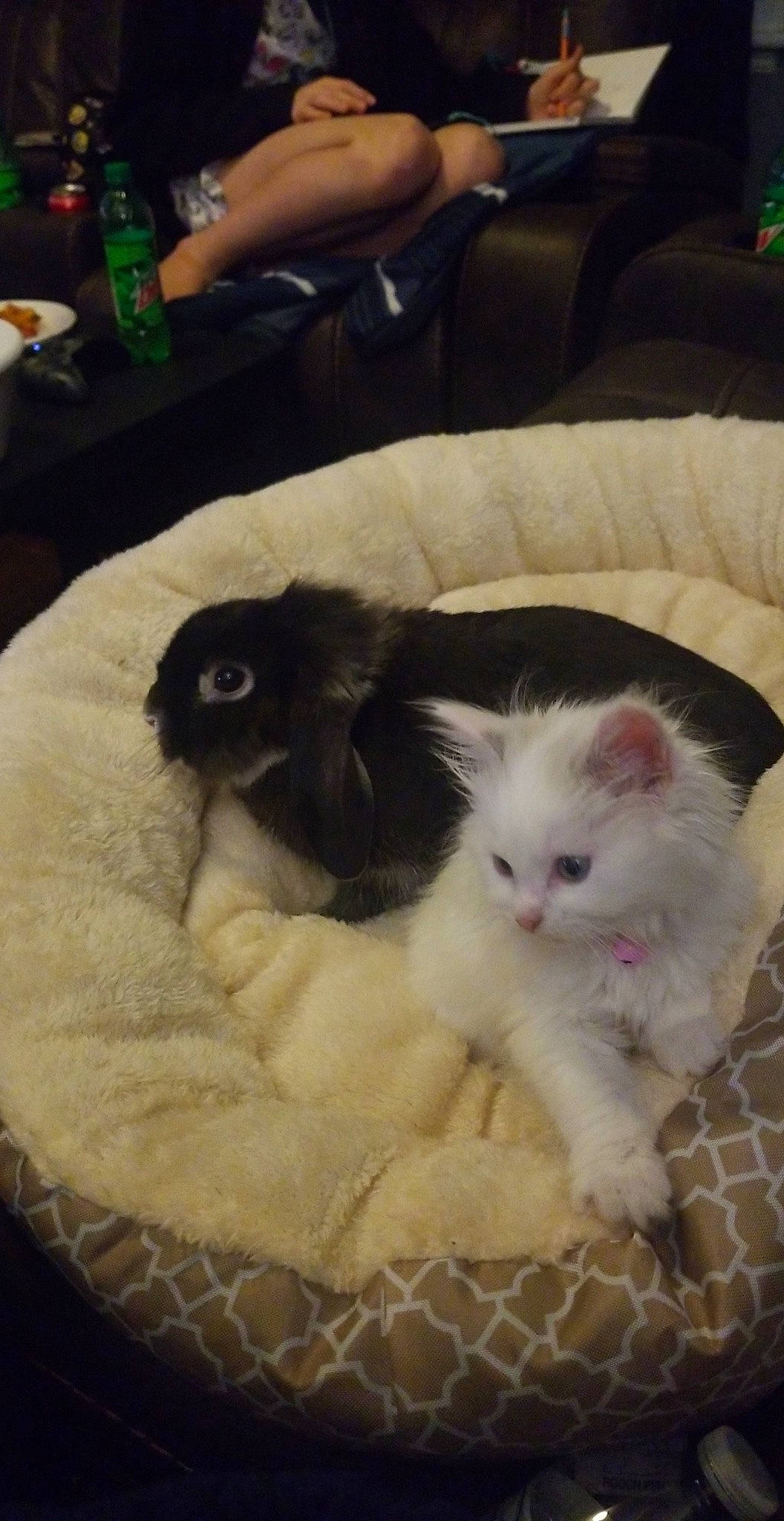 Matilda Beatrice joined the competition — help win amazing prizes! beer, carnivore, cat, cat_bed, cat_supply, claw, comfort, companion_dog, couch, dog_breed, fawn, felidae, fur, paw, pet_supply, small_to_medium_sized_cats, snout, tail, terrestrial_animal, whiskers